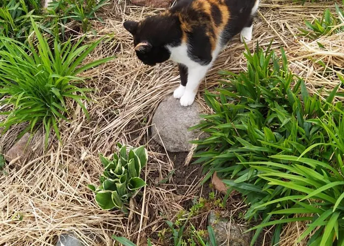 Na Wsi - Sauna I Jacuzzi Séjour chez l'habitant *
